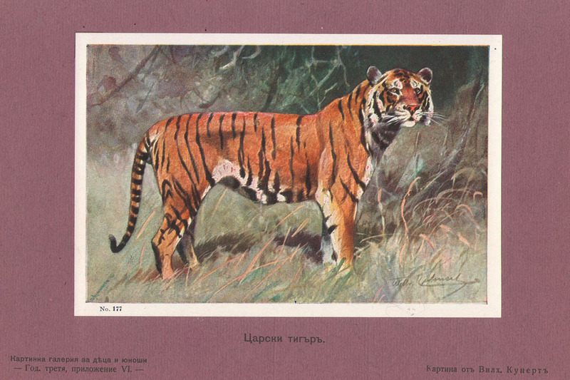 Царски тигър