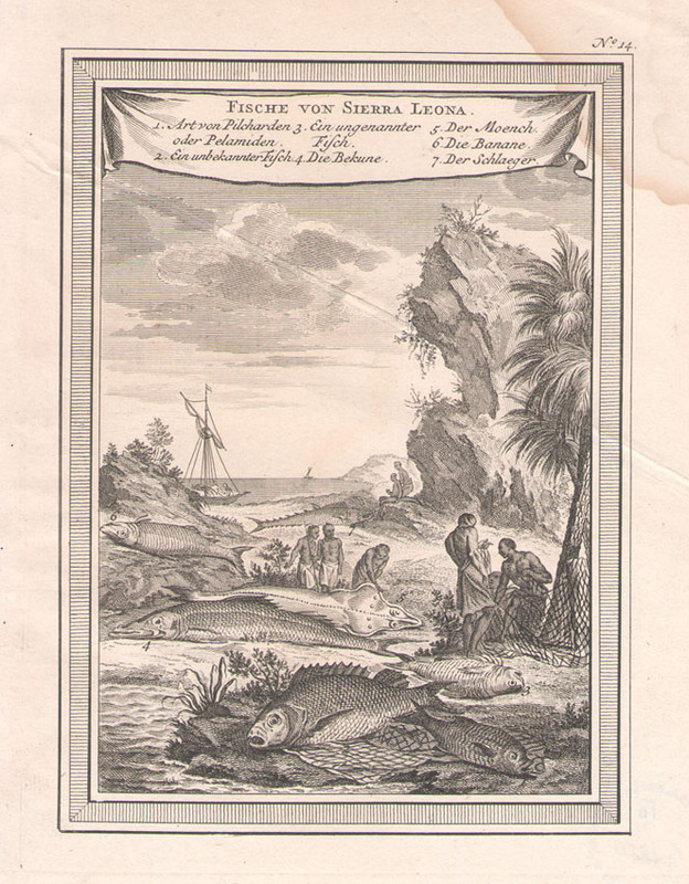 Fische von Sierra Leona